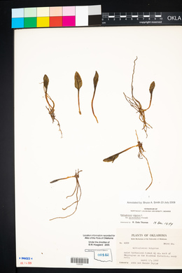 Ophioglossum vulgatum image