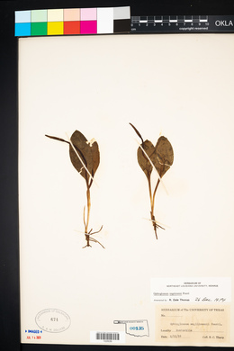 Ophioglossum engelmanni image