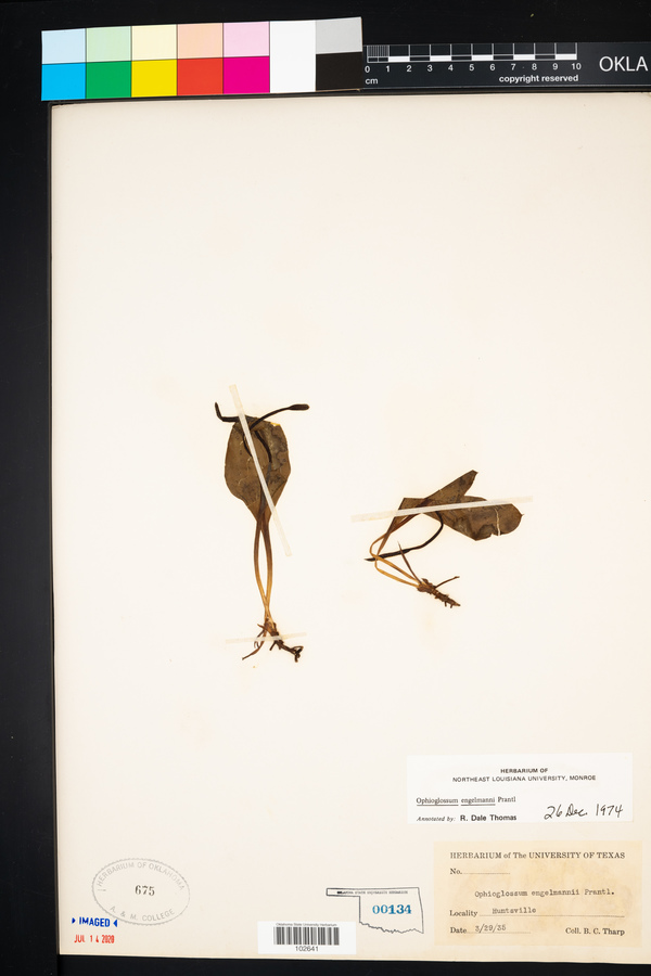 Ophioglossum engelmanni image
