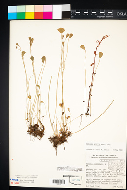 Marsilea vestita image