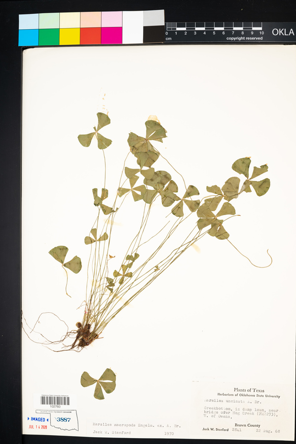 Marsilea macropoda image