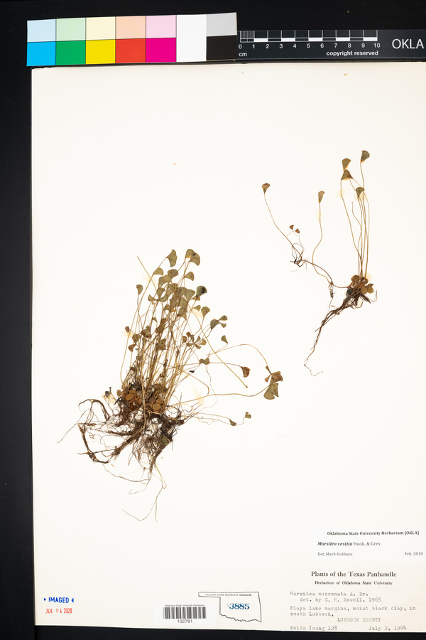 Marsilea vestita image