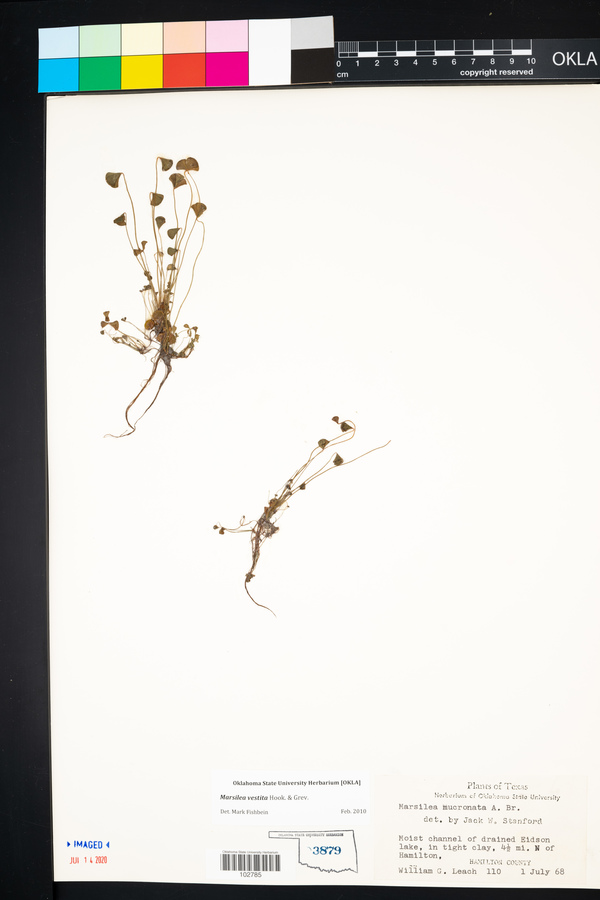 Marsilea vestita image