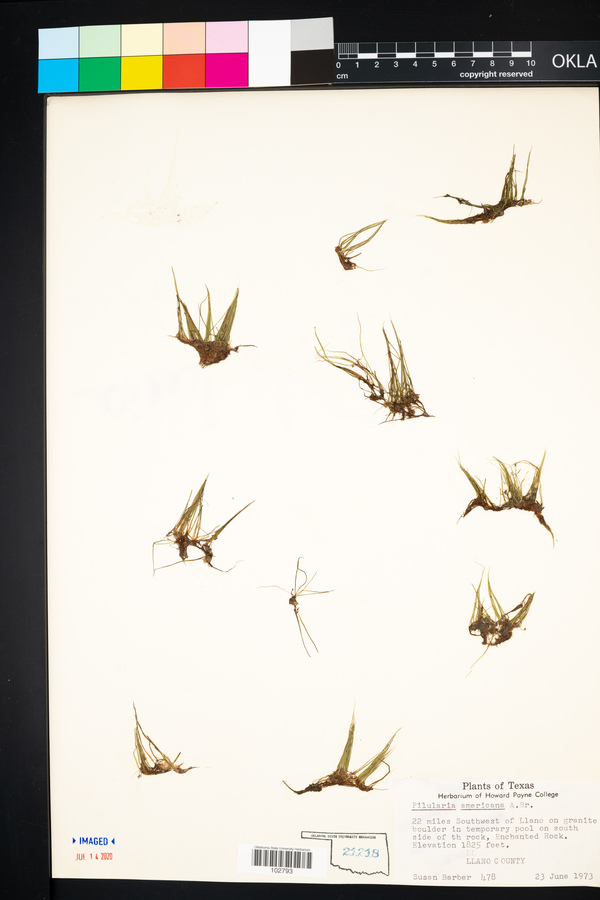 Pilularia americana image