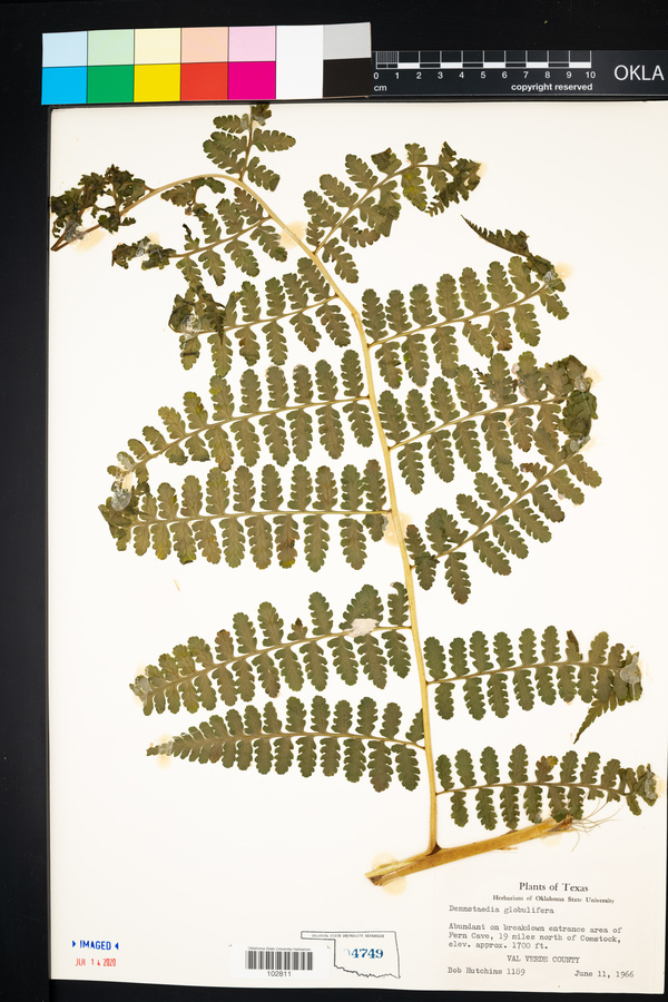 Dennstaedtia globulifera image