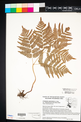 Pteridium aquilinum subsp. pseudocaudatum image