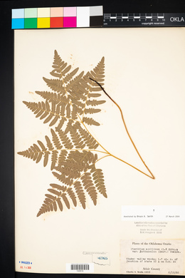 Pteridium aquilinum subsp. latiusculum image