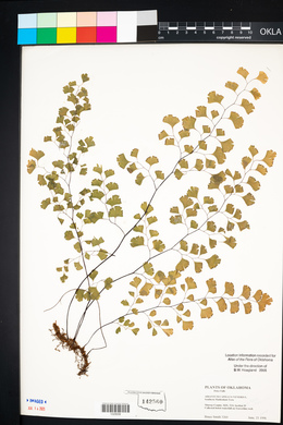 Adiantum capillus-veneris image