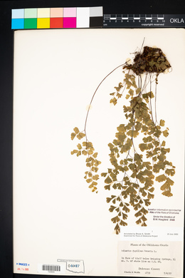 Adiantum capillus-veneris image