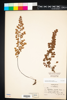 Adiantum capillus-veneris image