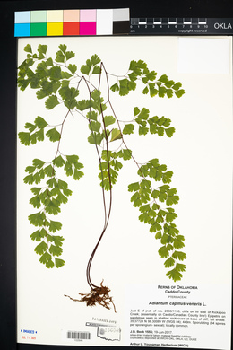 Adiantum capillus-veneris image