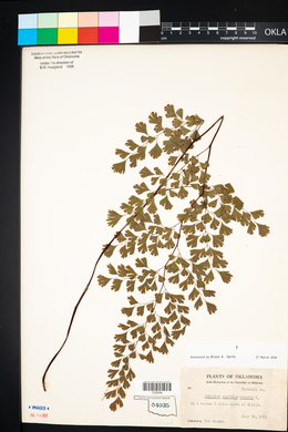 Adiantum capillus-veneris image