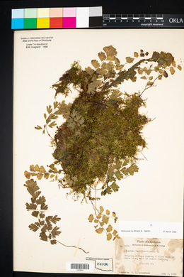 Adiantum capillus-veneris image