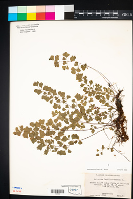 Adiantum capillus-veneris image