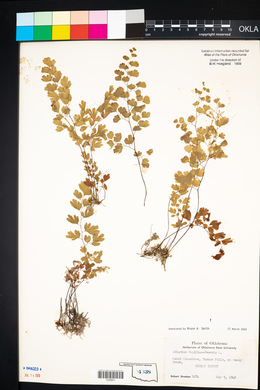 Adiantum capillus-veneris image