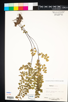 Adiantum capillus-veneris image