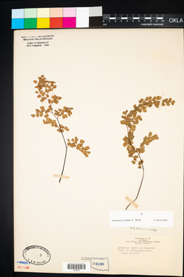 Adiantum capillus-veneris image