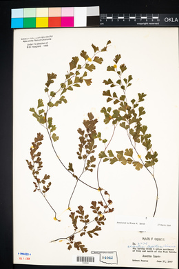 Adiantum capillus-veneris image