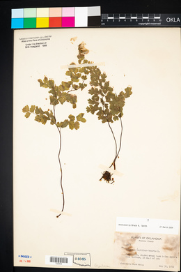 Adiantum capillus-veneris image