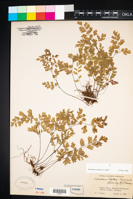 Adiantum capillus-veneris image