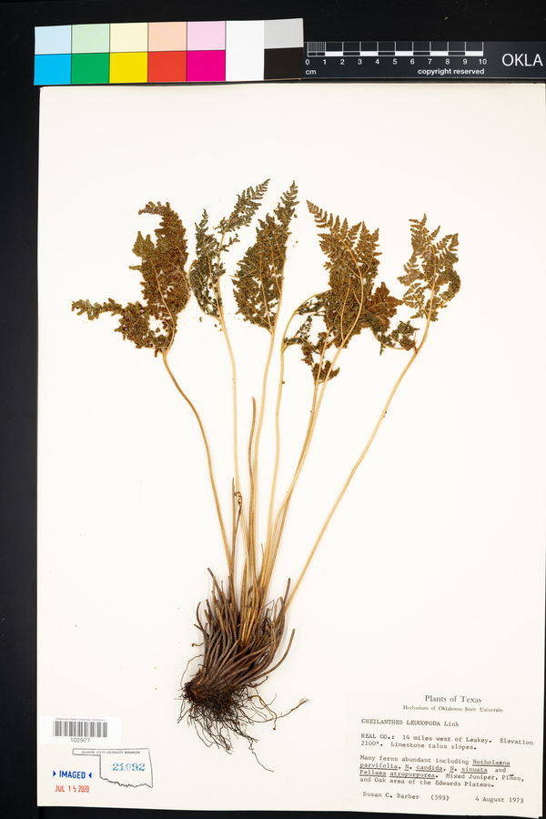 Cheilanthes leucopoda image