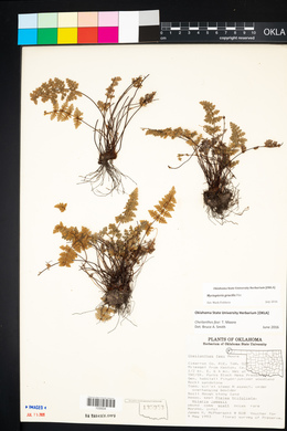 Myriopteris gracilis image