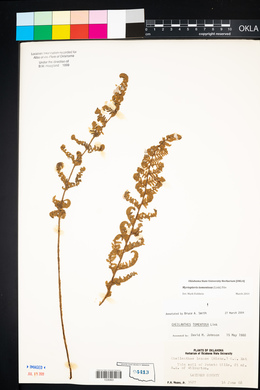 Myriopteris tomentosa image