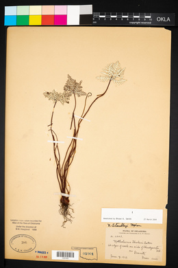 Notholaena standleyi image