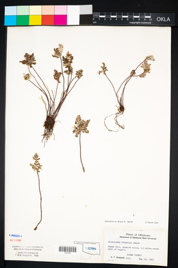 Notholaena standleyi image