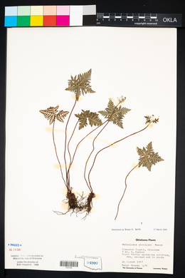 Notholaena standleyi image