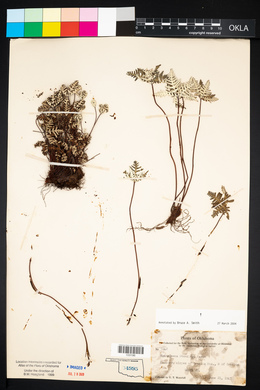 Notholaena standleyi image