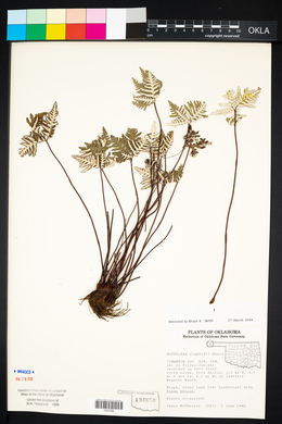 Notholaena standleyi image