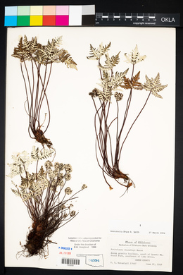 Notholaena standleyi image