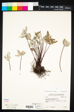 Notholaena standleyi image