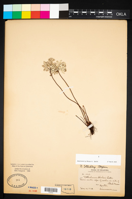 Notholaena standleyi image