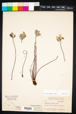 Notholaena standleyi image