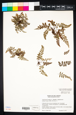 Asplenium bradleyi image