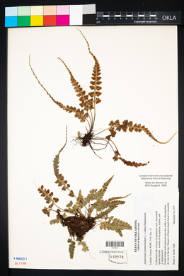 Asplenium pinnatifidum image