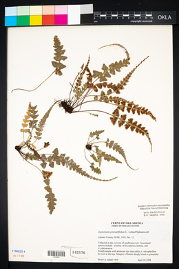 Asplenium pinnatifidum image