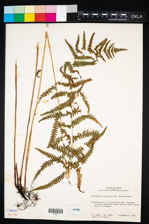 Thelypteris palustris var. haleana image