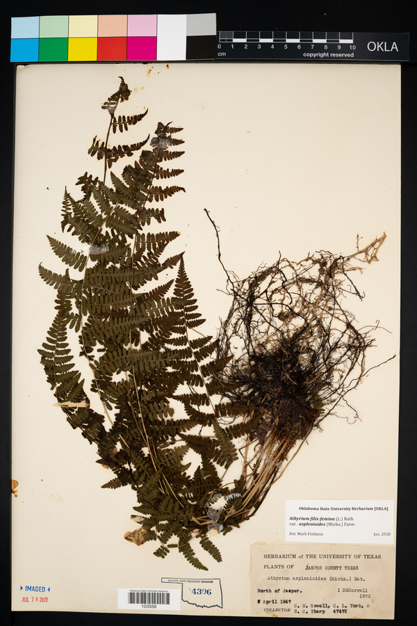 Athyrium filix-femina var. asplenioides image