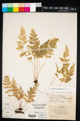 Cystopteris × tennesseensis image