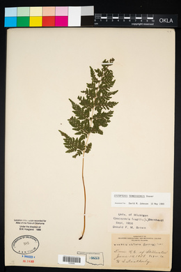 Cystopteris × tennesseensis image