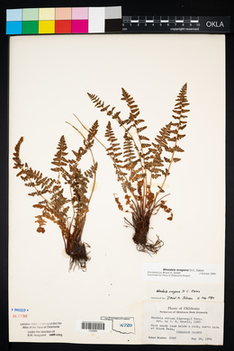 Woodsia oregana image