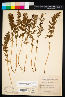 Woodsia obtusa subsp. occidentalis image