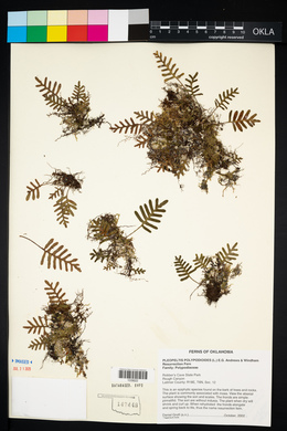 Pleopeltis polypodioides image