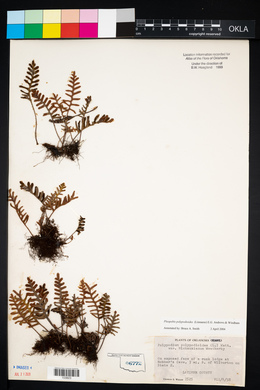 Pleopeltis polypodioides image