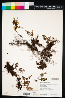 Pleopeltis polypodioides image