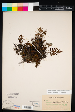 Pleopeltis polypodioides image