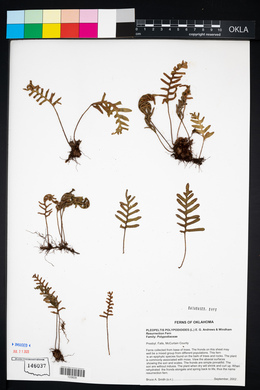 Pleopeltis polypodioides image